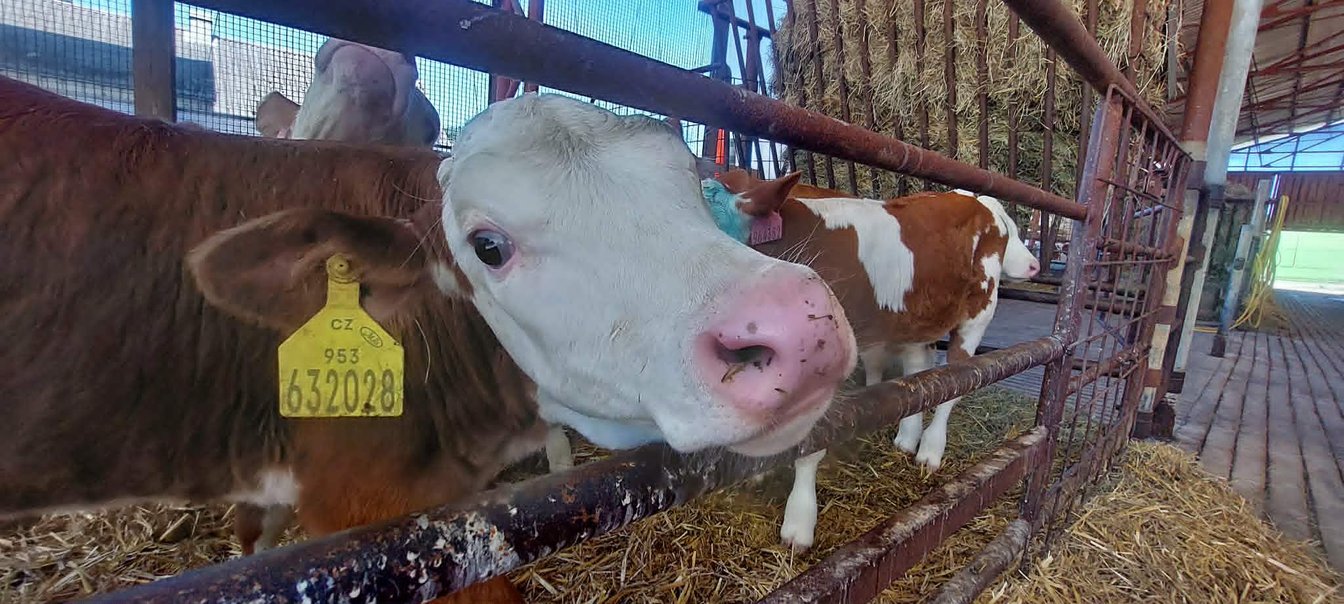 4.B na farmě ve Rvištích