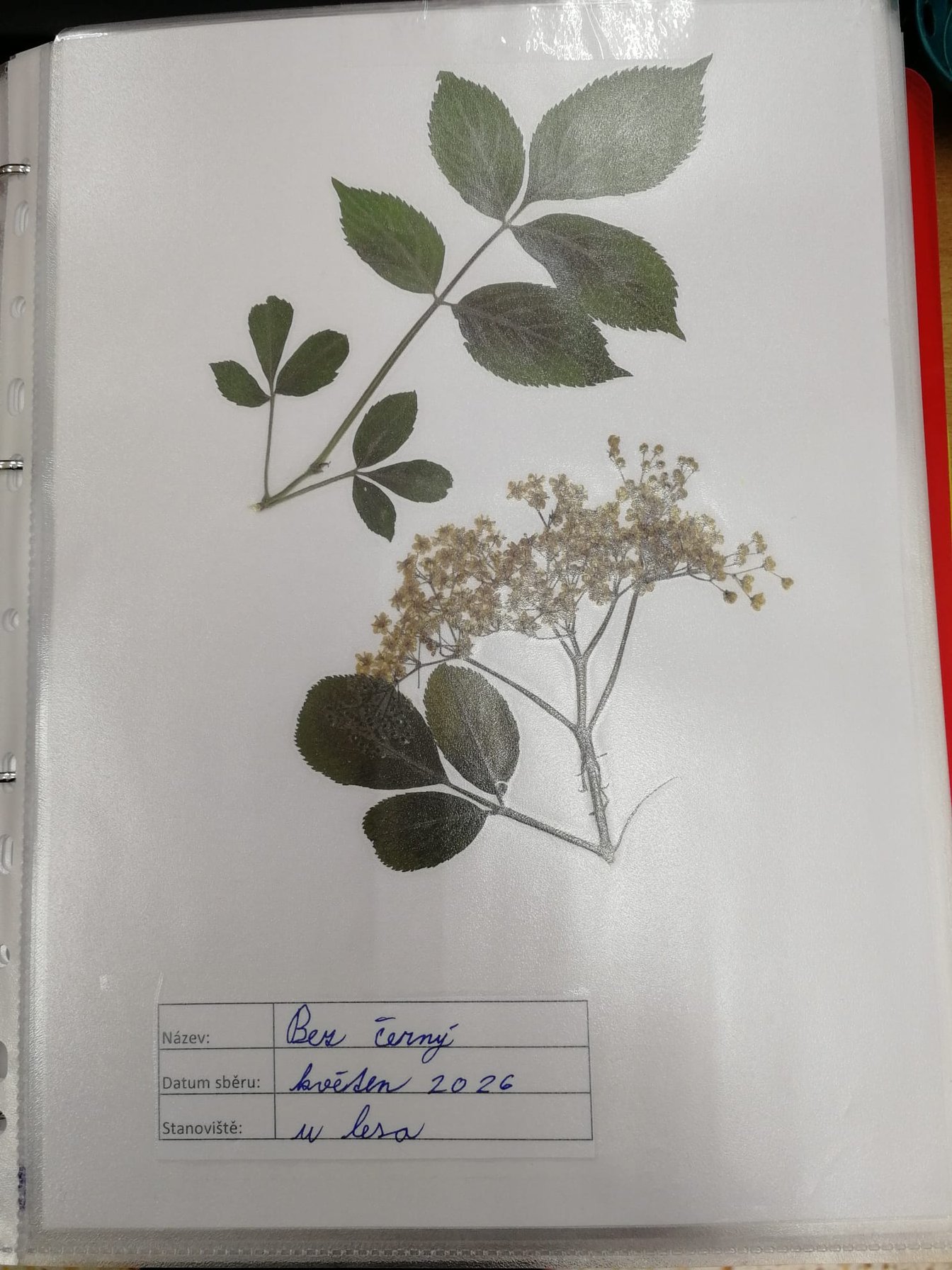 Ukázky květin z herbářů
