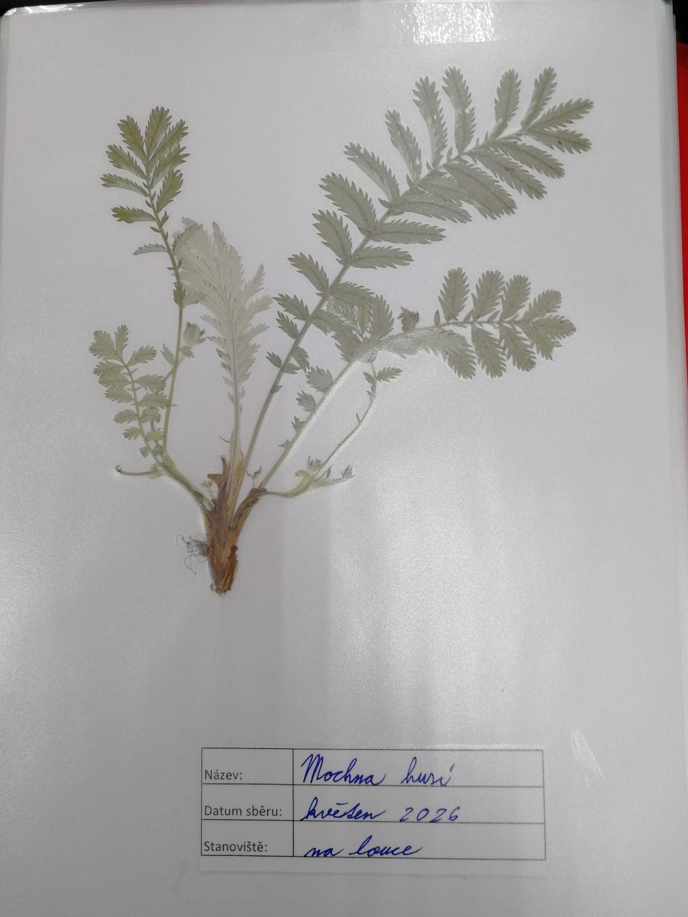 Ukázky květin z herbářů